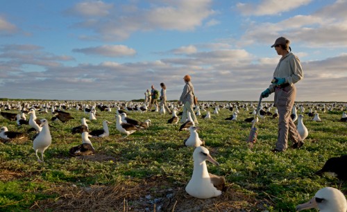 Midway-Atoll-National-Wildlife-Refuge-(Hawaii)-volunteers-Photo-Dan-Clark-(USFWS),-flickr.