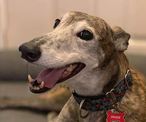 Smiling Greyhound dog - Greyhound Adoption League of Texas