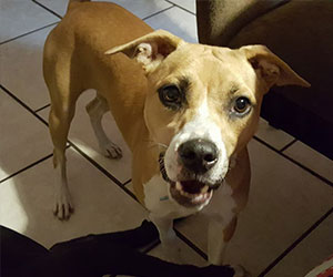 Rescued dog up for adoption - Furever Yours Pet Rescue and Placement Services
