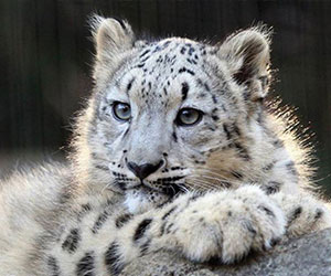 A snow leopard - International Snow Leopard Trust