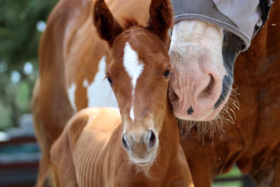 RVR Horse Rescue - Cute Animal Valentine