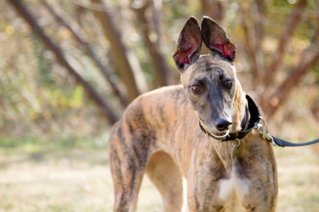 GreyHound Adoption League of Texas - Cute Animal Valentine