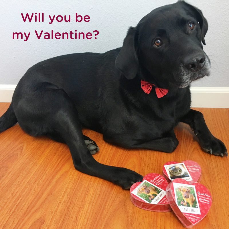 Red Rover - Cute Animal Valentine