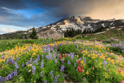 Beautiful mountain with flowers around - National Parks Conservation Association