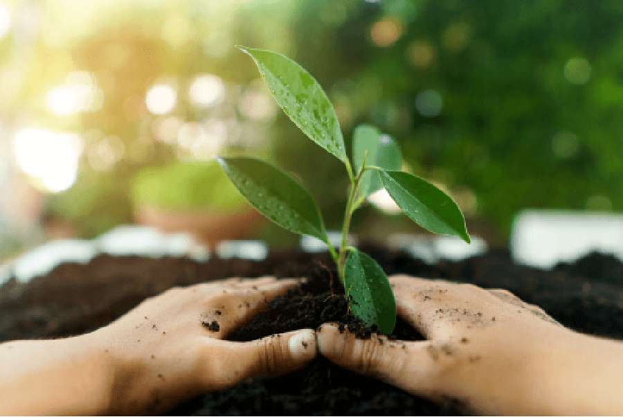 Hands holding a plant - Earth Day GreatNonprofits