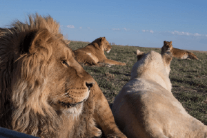 two lions at the Wild Animal Sanctuary - GreatNonprofits