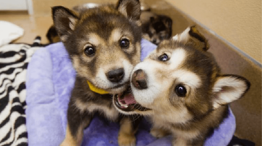 two cute puppies