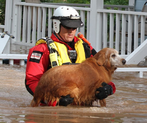 Red Lion Distaster and Abuse Fund volunteer rescues dog during flood