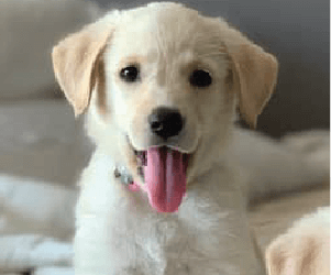 labrador pup sticking his tongue out