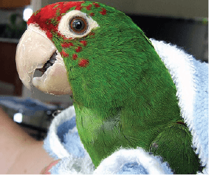 parrot wrapped in blanket