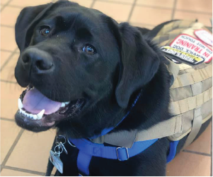 service dog smiling