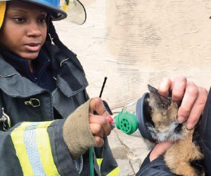 volunteer putting facemask on cat after fire