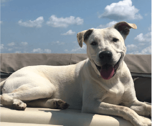 happy dog Spay-Neuter Services of Indiana