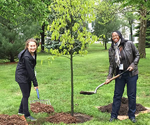 volunteers tree planting California ReLeaf