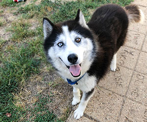 Rescued Siberian Husky Animal Welfare League of Alexandria Virginia Incorporated