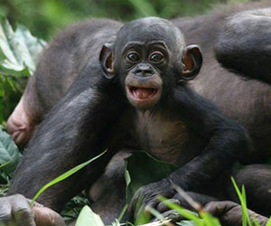 playful baby ape Friends of Bonobos.Lola ya Bonobo