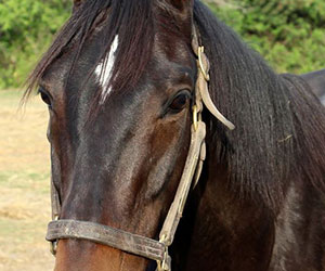 rescued horse Florida Research Institute for Equine Nurturing Development Safety, Inc aka F.R.I.E.N.D.S. Horse Rescue