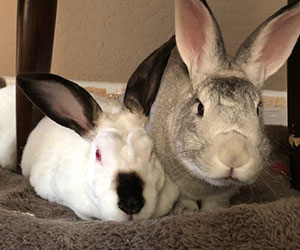 bunnies that were rescued Tranquility Trail Animal Sanctuary