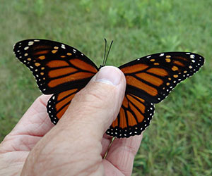 person gently holding a monarch butterfly Monarch Butterfly Fund