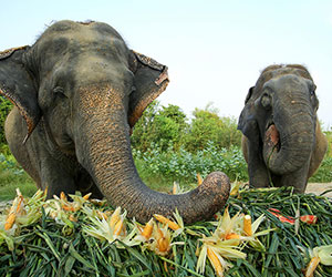 two elephants eating some corn WildlifeSOS