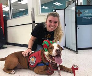 volunteer helping a dog get ready for adoption Peggy Adams Animal Rescue League of the Palm Beaches Inc