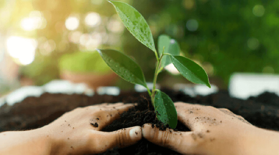 two hands holding a plant