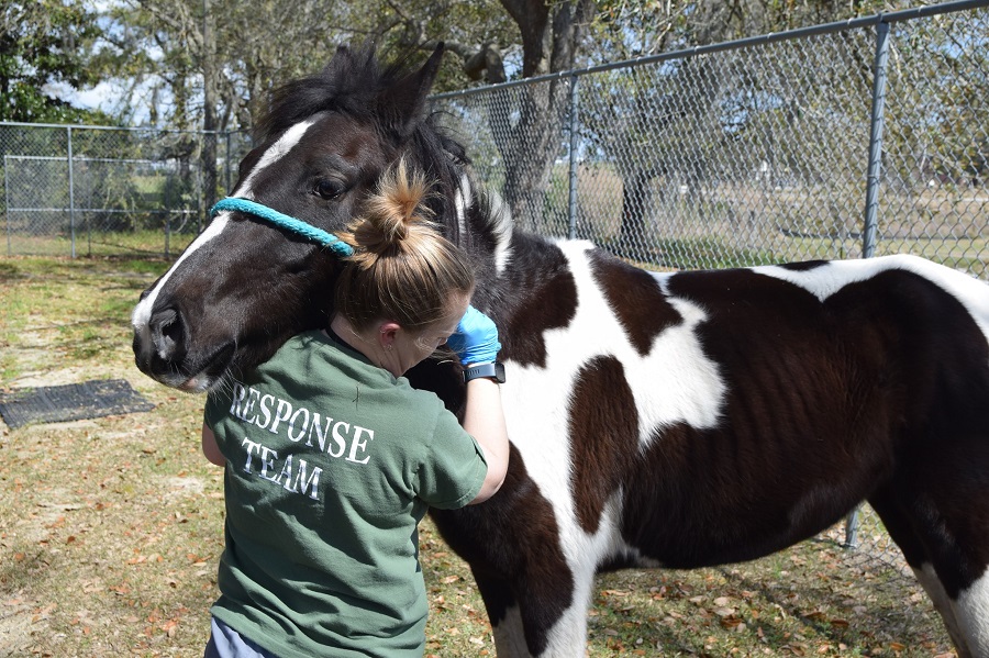 https://www.facebook.com/CharlestonAnimalSociety/photos/a.10150725611426369/10158611181306369